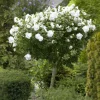 White Rose of Sharon Live Plant – Quart Pot – White Flowering Shrub – Outdoor - Image 1