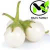 White Round Eggplant Seeds - High Germination, Mild Flavor, Vegetable Seeds - Image 1