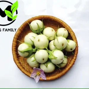 White Round Eggplant Seeds - High Germination, Mild Flavor, Vegetable Seeds - Image 2