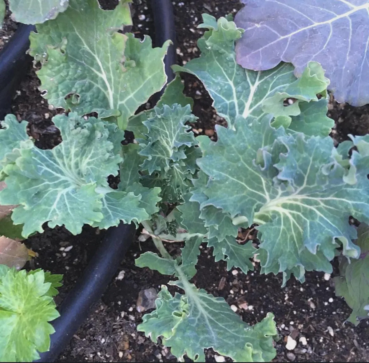 White Russian Kale Seeds - Heirloom, Non-GMO, Cold Hardy, Leafy Green - Image 3