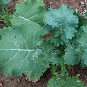 White Russian Kale Seeds - Heirloom, Non-GMO, Cold Hardy, Leafy Green - Image 4