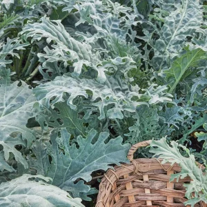 White Russian Kale Seeds - Heirloom, Non-GMO, Cold Hardy, Leafy Green - Image 5