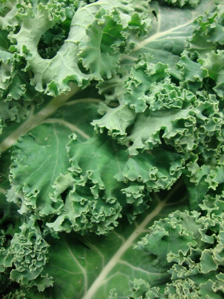 White Russian Kale Seeds - Heirloom, Non-GMO, Cold Hardy, Leafy Green - Image 1