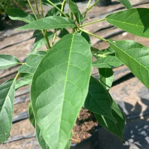 White Sapote Live Plant - 1-2 ft Tall Fruit Tree in 6 inch Pot - Image 3