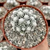 White Snowcap Cactus Mammillaria Gracilis Live Plant – Rare Cactus 2", 3.5", 6" Pot - Image 1