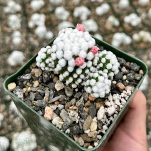 White Snowcap Cactus Mammillaria Gracilis Live Plant – Rare Cactus 2