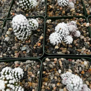 White Snowcap Cactus Mammillaria Gracilis Live Plant – Rare Cactus 2