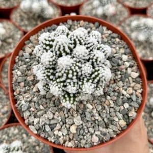 White Snowcap Cactus Mammillaria Gracilis Live Plant – Rare Cactus 2", 3.5", 6" Pot - Image 1
