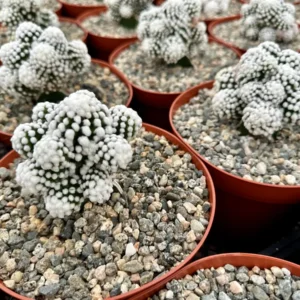 White Snowcap Cactus Mammillaria Gracilis Live Plant – Rare Cactus 2