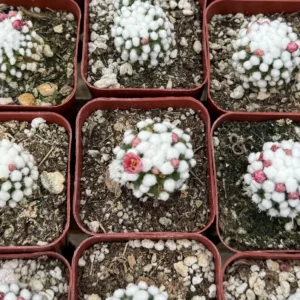 White Snowcap Cactus Mammillaria Gracilis Live Plant – Rare Cactus 2