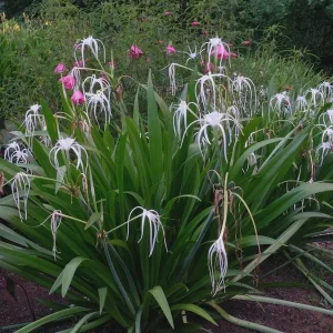 White Spider Lily Hymenocallis Bare Root - Fragrant Blooms, 3-4 ft Tall - Image 2