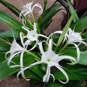White Spider Lily Hymenocallis Bare Root - Fragrant Blooms, 3-4 ft Tall - Image 3