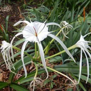 White Spider Lily Hymenocallis Bare Root - Fragrant Blooms, 3-4 ft Tall - Image 4
