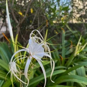 White Spider Lily Hymenocallis Bare Root - Fragrant Blooms, 3-4 ft Tall - Image 5