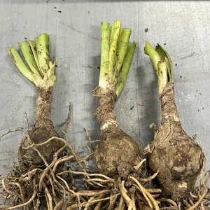 White Spider Lily Hymenocallis Bare Root - Fragrant Blooms, 3-4 ft Tall - Image 6