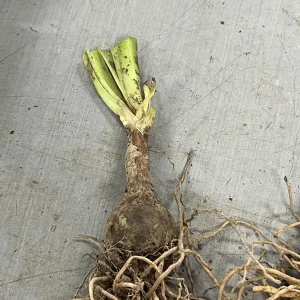 White Spider Lily Hymenocallis Bare Root - Fragrant Blooms, 3-4 ft Tall - Image 7