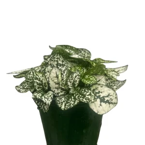 White Splash Polka Dot Plant - Hypoestes - Live Indoor Plant - 3.5