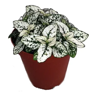 White Splash Polka Dot Plant - Hypoestes - Live Indoor Plant - 3.5