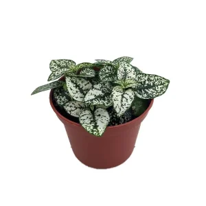 White Splash Polka Dot Plant - Hypoestes - Live Indoor Plant - 3.5