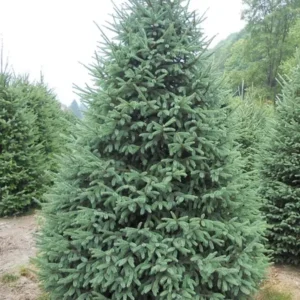 White Spruce Tree Seedling - Hardy Evergreen Conifer Live Plant - USDA Zones 2-6 Outdoor - Image 1