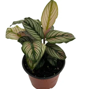 White Star Peacock Plant - Calathea Ornata Live Plant - 6 inch Pot - Indoor - Image 1
