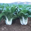White Stem Baby Pak Choi Seeds - Heirloom Non-GMO Vegetable Seeds - Image 1