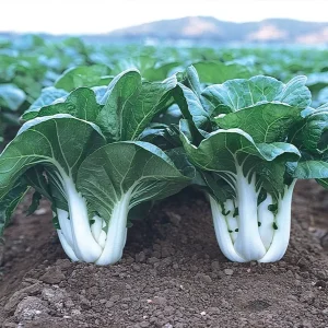 White Stem Baby Pak Choi Seeds - Heirloom Non-GMO Vegetable Seeds - Image 1