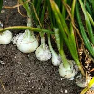 White Sweet Spanish Onion Seeds - Allium cepa - 25 Pack - Outdoor Vegetable Seeds - Image 7