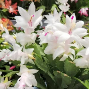 White Thanksgiving Cactus Live Plant – 2in Pot – Indoor Flowering - Image 1