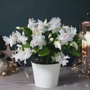 White Thanksgiving Cactus Live Plant – 2in Pot – Indoor Flowering - Image 4