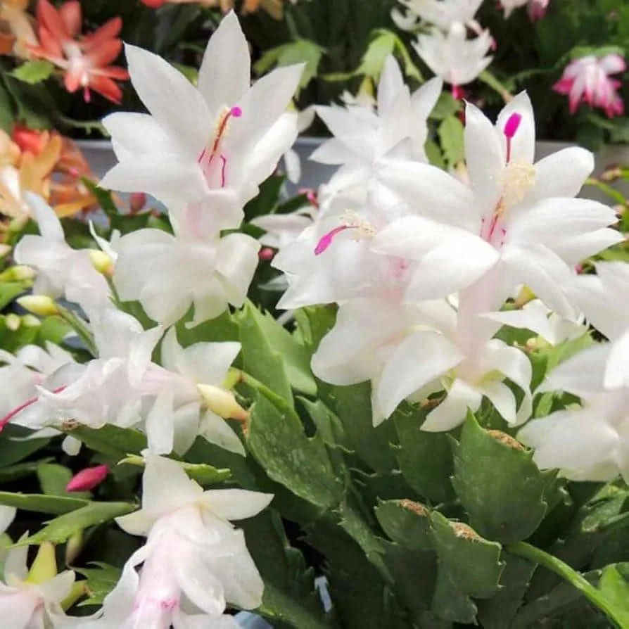 White Thanksgiving Cactus Live Plant – 2in Pot – Indoor Flowering - Image 1