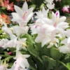 White Thanksgiving Cactus Live Plant – 6in Pot – Indoor Potted Houseplant - Image 1
