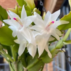 White Thanksgiving Cactus Live Plant – 6in Pot – Indoor Potted Houseplant - Image 3