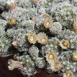 White Thimbles Cactus - Mammillaria gracilis - Live Plant - 2.5 inch Pot - Indoor/Outdoor - Image 2