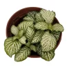 White Tiger Mini Nerve Plant (Fittonia) – Live Plant – 2.5" Pot – Indoor - Image 1