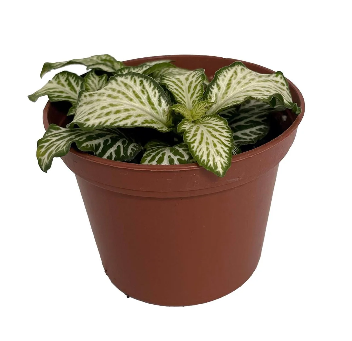 White Tiger Mini Nerve Plant (Fittonia) – Live Plant – 2.5" Pot – Indoor - Image 2