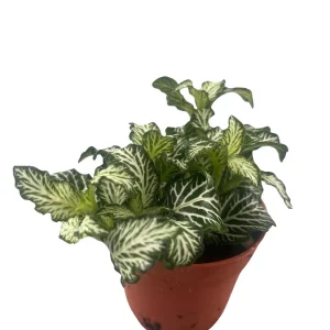 White Tiger Mini Nerve Plant (Fittonia) – Live Plant – 2.5