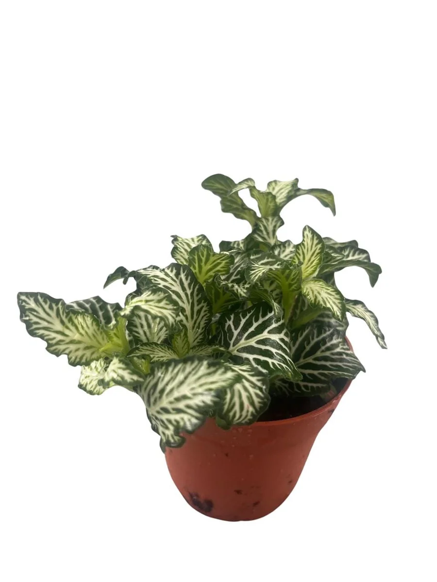 White Tiger Mini Nerve Plant (Fittonia) – Live Plant – 2.5" Pot – Indoor - Image 3