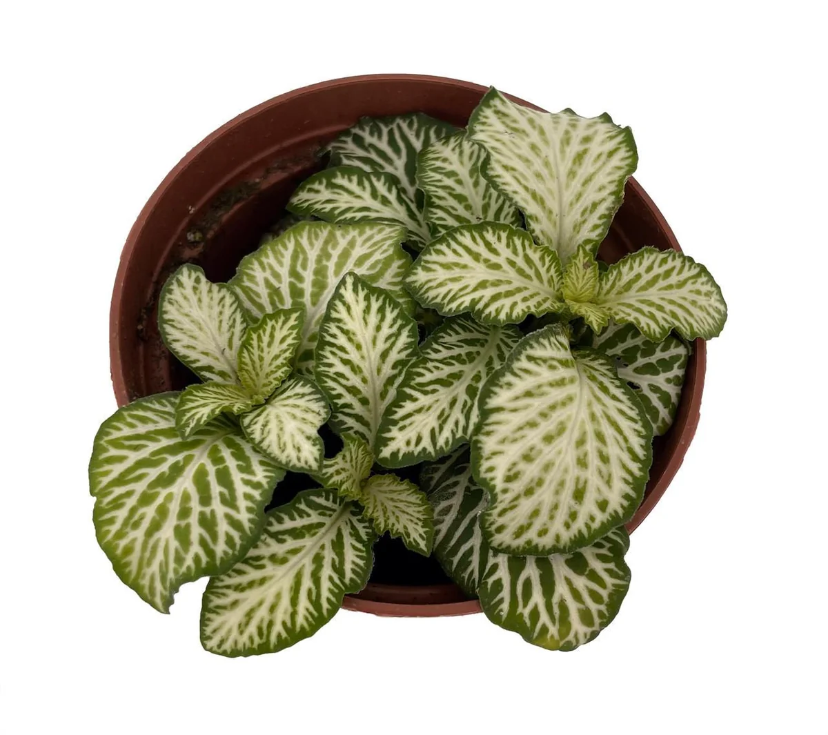 White Tiger Mini Nerve Plant (Fittonia) – Live Plant – 2.5" Pot – Indoor - Image 1