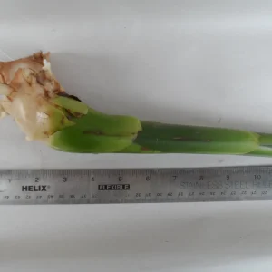 White Torch Ginger Rhizome - Etlingera elatior Live Plant - 1x Rhizome - Image 2