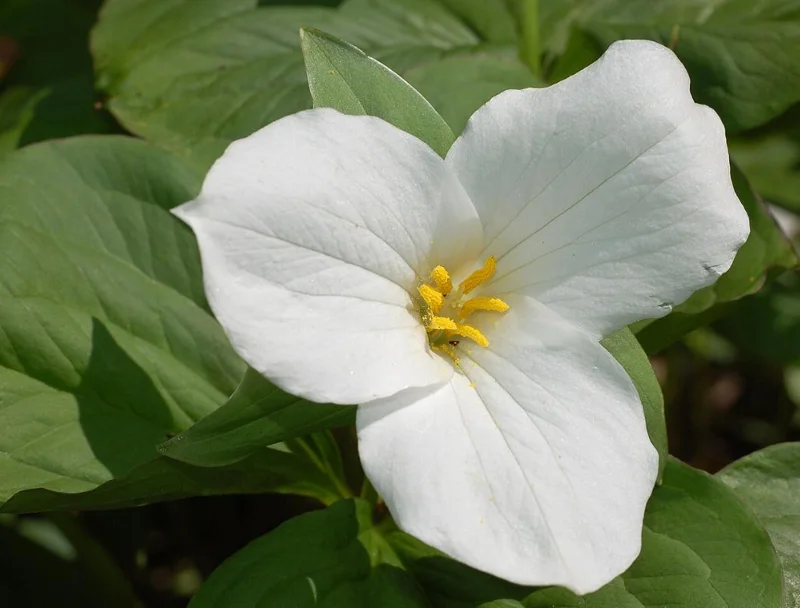 White Trillium Bulbs - 5 Wood Lily Heirloom Perennials for Shade Gardens - Image 2