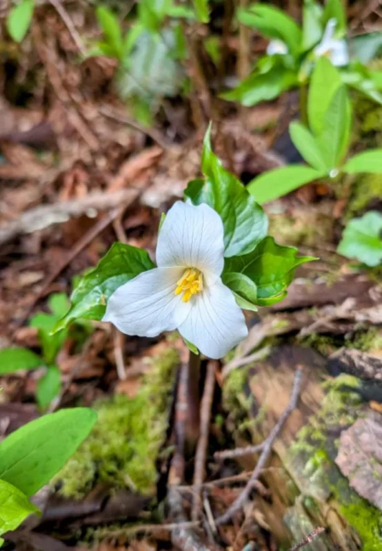 White Trillium Bulbs - 5 Wood Lily Heirloom Perennials for Shade Gardens - Image 4