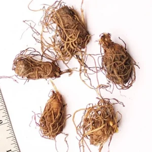 White Trillium Bulbs - 5 Wood Lily Heirloom Perennials for Shade Gardens - Image 5