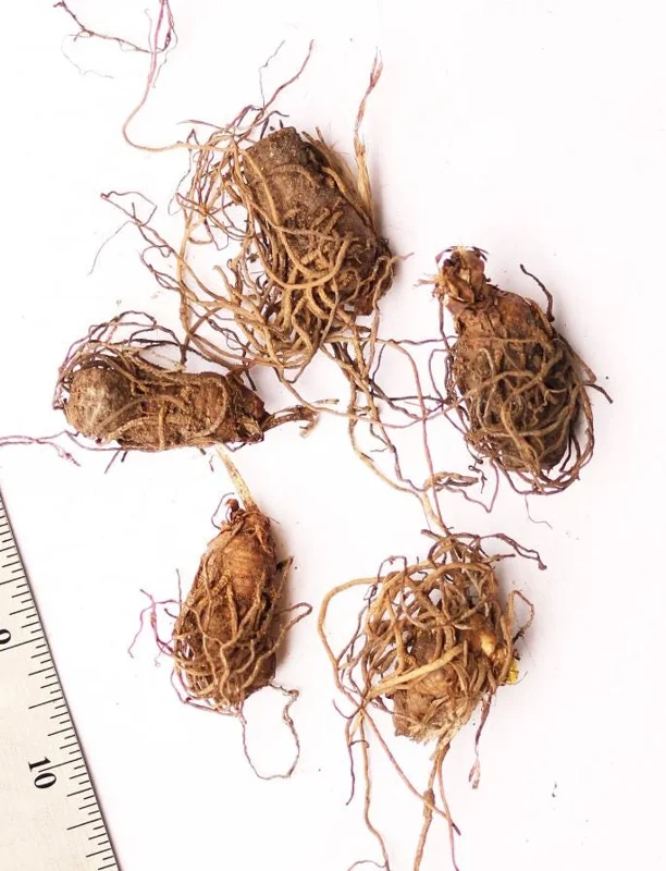 White Trillium Bulbs - 5 Wood Lily Heirloom Perennials for Shade Gardens - Image 5