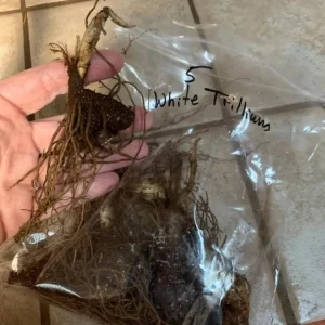 White Trillium Bulbs - 5 Wood Lily Heirloom Perennials for Shade Gardens - Image 6