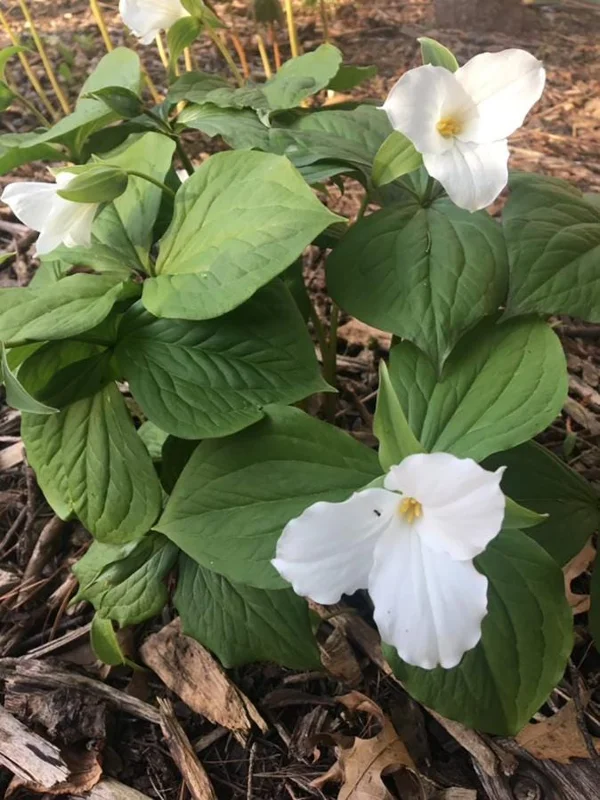 White Trillium Bulbs - 5 Wood Lily Heirloom Perennials for Shade Gardens - Image 7