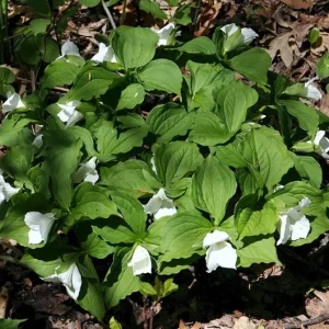White Trillium Bulbs - 5 Wood Lily Heirloom Perennials for Shade Gardens - Image 8