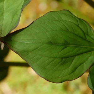 White Trillium Bulbs - 5 Wood Lily Heirloom Perennials for Shade Gardens - Image 9