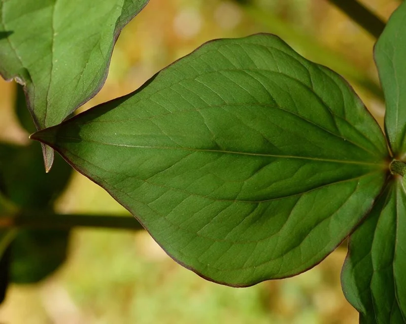 White Trillium Bulbs - 5 Wood Lily Heirloom Perennials for Shade Gardens - Image 9