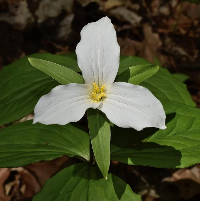 White Trillium Bulbs - 5 Wood Lily Heirloom Perennials for Shade Gardens - Image 1